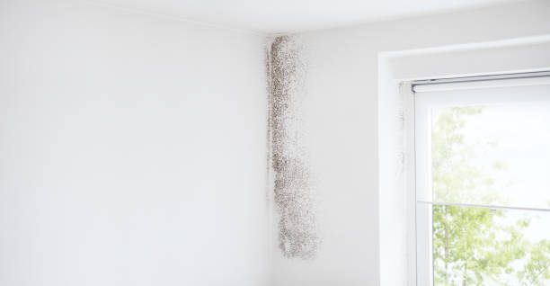 Best Forensic Mold Investigation  in Friona, TX